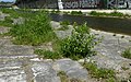Alte Grabsteine im Flussbett des Wienflusses