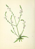 Illustration von Anne Pratt