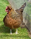 Altsteirer Huhn