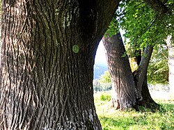 2 Winter-Linden am Krakaberg