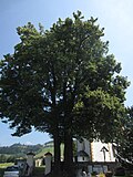 2 Winter-Linden in St. Peter bei Reichenfels