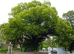 Winterlinde (Tilia cordata)