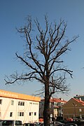 1 Winterlinde