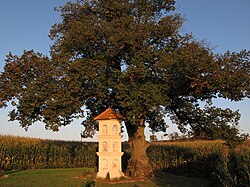 Winterlinde (Tilia cordata)
