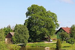 Winterlinde und Bergahorn