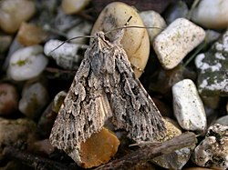 Xylocampa areola