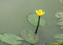 Nuphar pumila