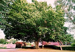 Zöttllinde bei der Eisernen Hand