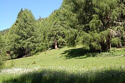 Lärchenbestand im Zedlacher Paradies