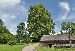 Zwei Linden in Henndorf