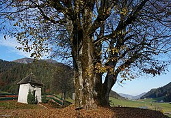 2 Sommer-Linden in Zell Pfarre