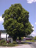 Zwei Sommerlinden bei der Weidachkapelle