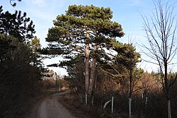 zweistämmige Schwarzföhre