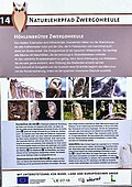 Zwergohreule ein Höhlenbrüter