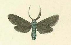 Theresimima ampellophaga