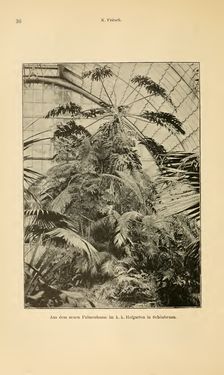 Bild der Seite - 36 - in Botanik und Zoologie in Österreich - In den Jahren 1850 bis 1900