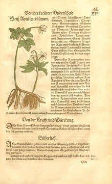 Image of the Page - 35 - in Kreütter Buch - Darinn Underscheidt, Namen vnnd Würckung der Kreutter, Stauden, Hecken vnnd Beumen, sampt jhren Früchten, so inn Deutschen Landen wachsen
