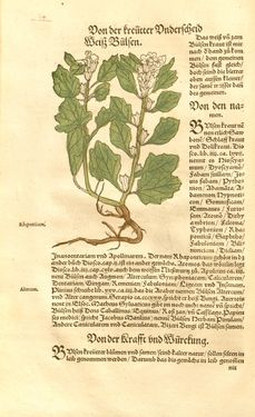 Image of the Page - (00000137) - in Kreütter Buch - Darinn Underscheidt, Namen vnnd Würckung der Kreutter, Stauden, Hecken vnnd Beumen, sampt jhren Früchten, so inn Deutschen Landen wachsen