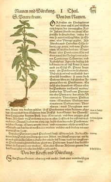 Image of the Page - 71 - in Kreütter Buch - Darinn Underscheidt, Namen vnnd Würckung der Kreutter, Stauden, Hecken vnnd Beumen, sampt jhren Früchten, so inn Deutschen Landen wachsen