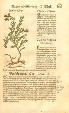Image of the Page - 82 - in Kreütter Buch - Darinn Underscheidt, Namen vnnd Würckung der Kreutter, Stauden, Hecken vnnd Beumen, sampt jhren Früchten, so inn Deutschen Landen wachsen