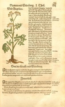 Bild der Seite - 156 - in Kreütter Buch - Darinn Underscheidt, Namen vnnd Würckung der Kreutter, Stauden, Hecken vnnd Beumen, sampt jhren Früchten, so inn Deutschen Landen wachsen