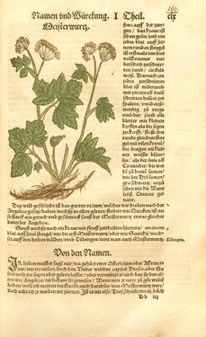 Image of the Page - 160 - in Kreütter Buch - Darinn Underscheidt, Namen vnnd Würckung der Kreutter, Stauden, Hecken vnnd Beumen, sampt jhren Früchten, so inn Deutschen Landen wachsen