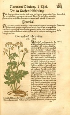 Bild der Seite - 163 - in Kreütter Buch - Darinn Underscheidt, Namen vnnd Würckung der Kreutter, Stauden, Hecken vnnd Beumen, sampt jhren Früchten, so inn Deutschen Landen wachsen