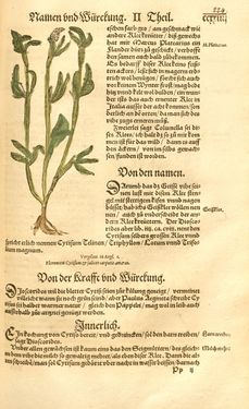 Image of the Page - 224 - in Kreütter Buch - Darinn Underscheidt, Namen vnnd Würckung der Kreutter, Stauden, Hecken vnnd Beumen, sampt jhren Früchten, so inn Deutschen Landen wachsen