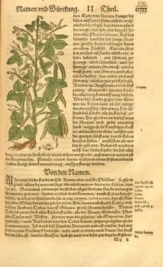 Image of the Page - 230 - in Kreütter Buch - Darinn Underscheidt, Namen vnnd Würckung der Kreutter, Stauden, Hecken vnnd Beumen, sampt jhren Früchten, so inn Deutschen Landen wachsen
