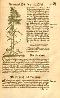 Image of the Page - 244 - in Kreütter Buch - Darinn Underscheidt, Namen vnnd Würckung der Kreutter, Stauden, Hecken vnnd Beumen, sampt jhren Früchten, so inn Deutschen Landen wachsen