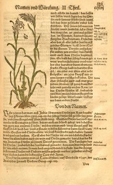 Bild der Seite - 246 - in Kreütter Buch - Darinn Underscheidt, Namen vnnd Würckung der Kreutter, Stauden, Hecken vnnd Beumen, sampt jhren Früchten, so inn Deutschen Landen wachsen