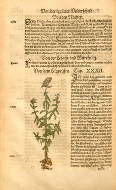Image of the Page - (00000506) - in Kreütter Buch - Darinn Underscheidt, Namen vnnd Würckung der Kreutter, Stauden, Hecken vnnd Beumen, sampt jhren Früchten, so inn Deutschen Landen wachsen