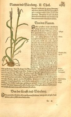 Image of the Page - 249 - in Kreütter Buch - Darinn Underscheidt, Namen vnnd Würckung der Kreutter, Stauden, Hecken vnnd Beumen, sampt jhren Früchten, so inn Deutschen Landen wachsen