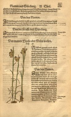 Image of the Page - 255 - in Kreütter Buch - Darinn Underscheidt, Namen vnnd Würckung der Kreutter, Stauden, Hecken vnnd Beumen, sampt jhren Früchten, so inn Deutschen Landen wachsen