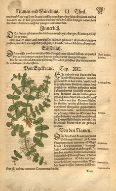 Image of the Page - 300 - in Kreütter Buch - Darinn Underscheidt, Namen vnnd Würckung der Kreutter, Stauden, Hecken vnnd Beumen, sampt jhren Früchten, so inn Deutschen Landen wachsen