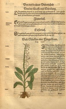 Image of the Page - (00000648) - in Kreütter Buch - Darinn Underscheidt, Namen vnnd Würckung der Kreutter, Stauden, Hecken vnnd Beumen, sampt jhren Früchten, so inn Deutschen Landen wachsen