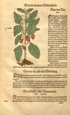 Image of the Page - (00000651) - in Kreütter Buch - Darinn Underscheidt, Namen vnnd Würckung der Kreutter, Stauden, Hecken vnnd Beumen, sampt jhren Früchten, so inn Deutschen Landen wachsen