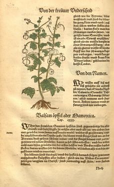 Image of the Page - (00000653) - in Kreütter Buch - Darinn Underscheidt, Namen vnnd Würckung der Kreutter, Stauden, Hecken vnnd Beumen, sampt jhren Früchten, so inn Deutschen Landen wachsen