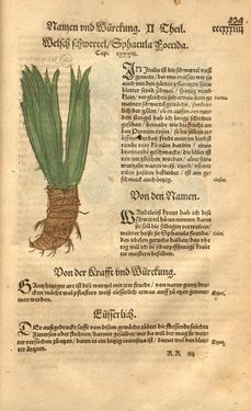 Image of the Page - 334 - in Kreütter Buch - Darinn Underscheidt, Namen vnnd Würckung der Kreutter, Stauden, Hecken vnnd Beumen, sampt jhren Früchten, so inn Deutschen Landen wachsen