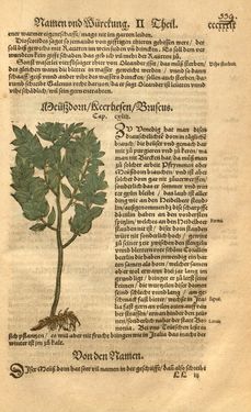 Image of the Page - 339 - in Kreütter Buch - Darinn Underscheidt, Namen vnnd Würckung der Kreutter, Stauden, Hecken vnnd Beumen, sampt jhren Früchten, so inn Deutschen Landen wachsen