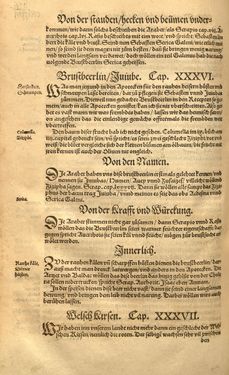 Bild der Seite - (00000732) - in Kreütter Buch - Darinn Underscheidt, Namen vnnd Würckung der Kreutter, Stauden, Hecken vnnd Beumen, sampt jhren Früchten, so inn Deutschen Landen wachsen