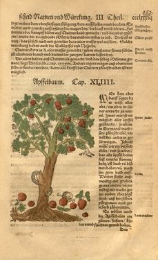 Image of the Page - 383 - in Kreütter Buch - Darinn Underscheidt, Namen vnnd Würckung der Kreutter, Stauden, Hecken vnnd Beumen, sampt jhren Früchten, so inn Deutschen Landen wachsen