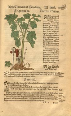 Bild der Seite - 386 - in Kreütter Buch - Darinn Underscheidt, Namen vnnd Würckung der Kreutter, Stauden, Hecken vnnd Beumen, sampt jhren Früchten, so inn Deutschen Landen wachsen