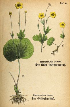 Image of the Page - (00000039) - in Die Giftgewächse der österreichischen Alpenländer