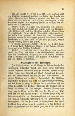 Image of the Page - 29 - in Die Giftgewächse der österreichischen Alpenländer