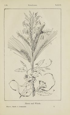 Bild der Seite - 65 - in Handbuch der Ornamentik - Zum Gebrauch für Musterzeichner, Architekten, Schulen und Gewerbetreibende sowie zum Studium im Allgemeinen