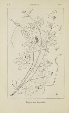 Bild der Seite - 66 - in Handbuch der Ornamentik - Zum Gebrauch für Musterzeichner, Architekten, Schulen und Gewerbetreibende sowie zum Studium im Allgemeinen