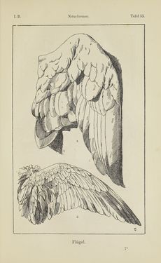 Bild der Seite - 99 - in Handbuch der Ornamentik - Zum Gebrauch für Musterzeichner, Architekten, Schulen und Gewerbetreibende sowie zum Studium im Allgemeinen