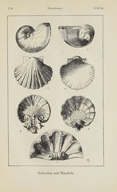 Image of the Page - 105 - in Handbuch der Ornamentik - Zum Gebrauch für Musterzeichner, Architekten, Schulen und Gewerbetreibende sowie zum Studium im Allgemeinen