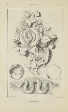 Image of the Page - 106 - in Handbuch der Ornamentik - Zum Gebrauch für Musterzeichner, Architekten, Schulen und Gewerbetreibende sowie zum Studium im Allgemeinen